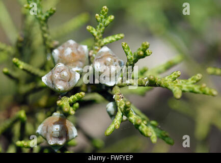 Phönizische Wacholder - Juniperus Phoenicea schießt mit neuen weiblichen Zapfen Stockfoto