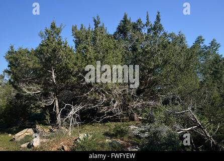 Phönizische Wacholder Wald - Juniperus Phoenicea Akamas Wald, Zypern Stockfoto