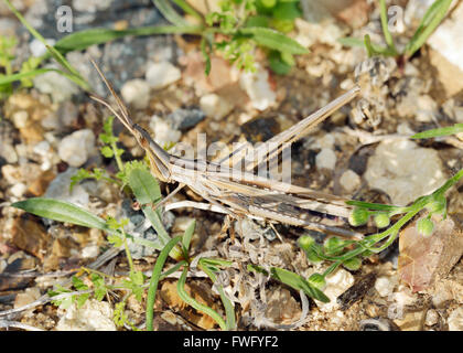 Stabheuschrecke Cricket - Acrida Ungarica braun Form Erwachsene Stockfoto