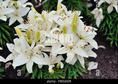 Lilie Blumen in einem Garten Stockfoto