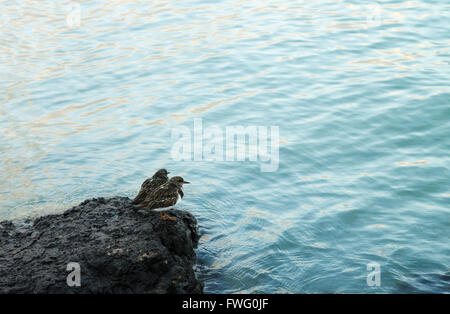 Ruddy Steinwälzer paar am Ufer - Arenaria interpres Stockfoto