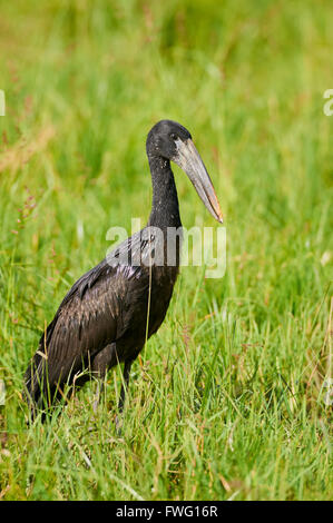 Afrikanische Openbill oder offen in Rechnung gestellt Storch ein kleiner Storch mit einem Tawny Rechnung Stockfoto