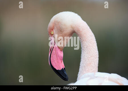 Porträt einer schönen Flamingo fotografiert in der Camargue Stockfoto