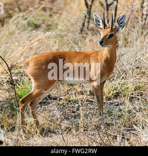 Steinböckchen (Raphicerus Campestris) ist eine gemeinsame kleine Antilope des südlichen und östlichen Afrika Stockfoto