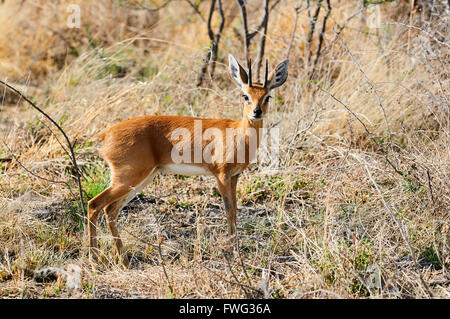 Steinböckchen (Raphicerus Campestris) ist eine gemeinsame kleine Antilope des südlichen und östlichen Afrika Stockfoto