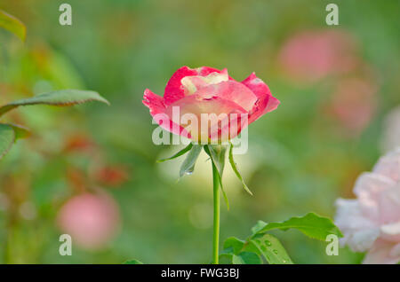 Rosa und weiße rose Stockfoto