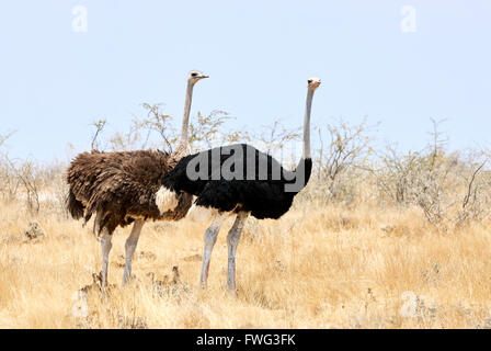 Männliche und weibliche Strauße mit kleinen Küken fotografiert in Namibia Stockfoto