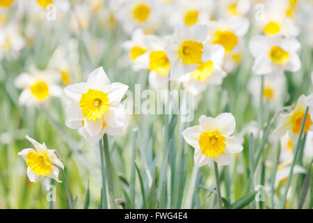 Weiße und gelbe Narzissen im Garten Stockfoto
