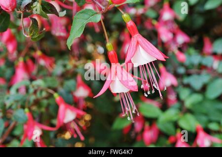 Hängende Fuchsie Blüten in Schattierungen von Rosa, lila und weiß Stockfoto