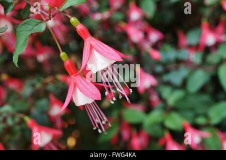 Hängende Fuchsie Blüten in Schattierungen von Rosa, lila und weiß Stockfoto