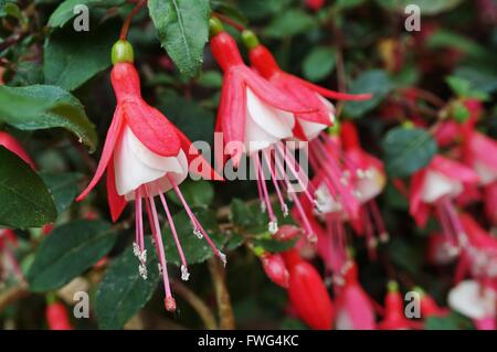 Hängende Fuchsie Blüten in Schattierungen von Rosa, lila und weiß Stockfoto