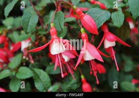 Hängende Fuchsie Blüten in Schattierungen von Rosa, lila und weiß Stockfoto