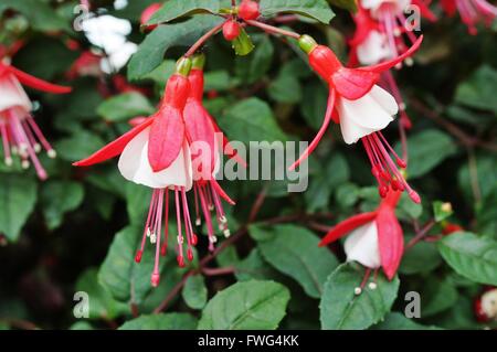 Hängende Fuchsie Blüten in Schattierungen von Rosa, lila und weiß Stockfoto