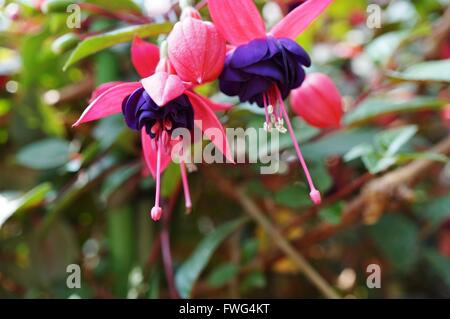 Hängende Fuchsie Blüten in Schattierungen von Rosa, lila und weiß Stockfoto