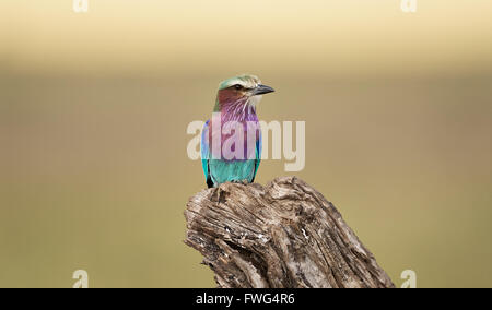 Schöne und bunte Lilac breasted Roller thront auf einem alten Stamm Stockfoto