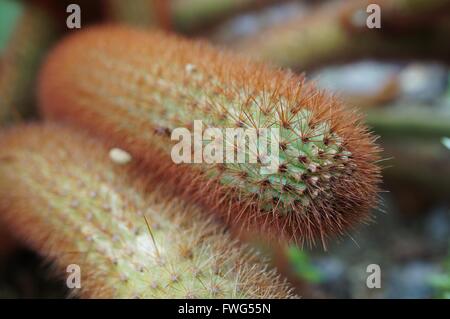 Goldene Ratte Schweif Kaktus Pflanze (Cleistocactus Winteri) Stockfoto