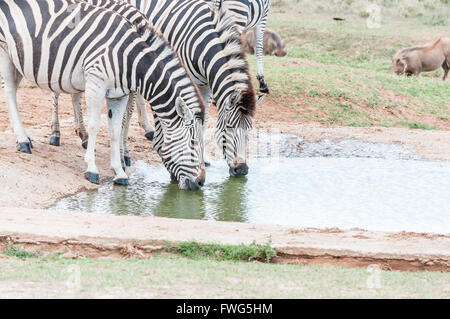 Zwei Burchells Zebras, Equus Quagga Burchellii, trinken an einer Wasserstelle Stockfoto