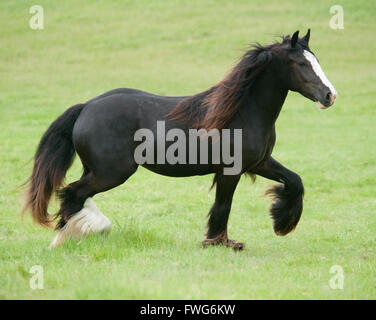 Gypsy Vanner Pferd Stute trabt über grüne Weide Stockfoto
