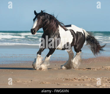 Gypsy Vanner Pferd Stute direkt am Meer Stockfoto