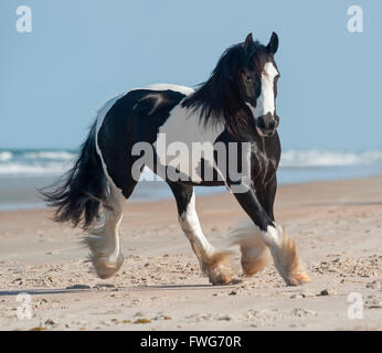 Gypsy Vanner Pferd Stute direkt am Meer Stockfoto