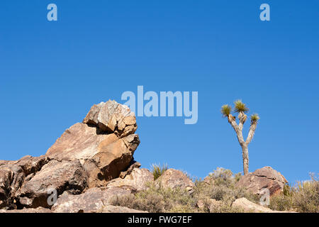 Joshua Tree, Joshua Tree Nationalpark, Twentynine Palms, Kalifornien, USA Stockfoto