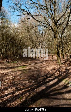 Waldweg in einer Lichtung mit natürlichem Sonnenlicht und Schatten Stockfoto