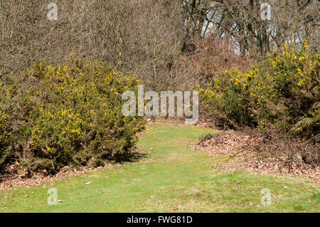 Grasbewachsenen Weg durch blühende Hecke im Wald Stockfoto