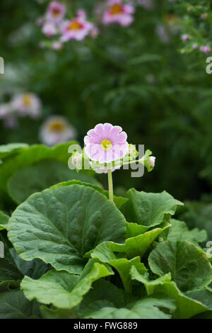 Primula Obconica Libre. Deutsche Primel Stockfoto