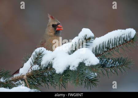 Weibliche Kardinal auf verschneiten Tannenzweig im winter Stockfoto