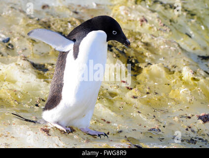 Ein Adelie Pinguin (Pygoscelis Adeliae) nimmt vorsichtig seinen Weg über Algen gebeizt Eis in der Nähe seiner Verschachtelung Kolonie. Hope Bay, Stockfoto