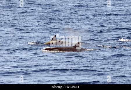 Schwertwale oder Orcas (Orcinus Orca). Typ B Orcas sind. Hoffe Trinity Halbinsel, antarktische Halbinsel, Bay, Antarktis. Stockfoto
