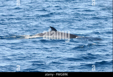 Rücken- und Rückenflosse eines antarktischen Minke Wals (Balaenoptera bonaerensis). Hope Bay, Trinity Peninsula, Antarktische Halbinsel, Antarktis. März 1 Stockfoto