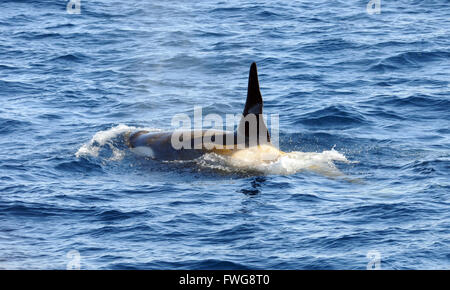 Schwertwale oder Orcas (Orcinus Orca). Typ B Orcas sind. Hoffe Trinity Halbinsel, antarktische Halbinsel, Bay, Antarktis. Stockfoto