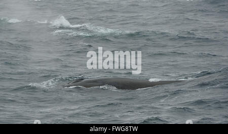 Ein Blauwal (Balaenoptera musculus} Oberflächen zu atmen. Aus South Sandwich Inseln. Südatlantik. Stockfoto