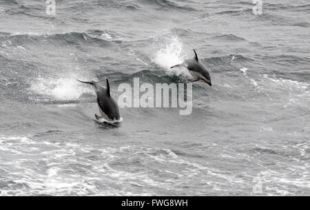 Dusky Delphine (Lagenorhynchus Obscurus) aus dem Meer springen. Drake-Passage, Süd-Atlantik. Stockfoto
