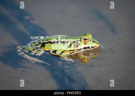 Essbaren grünen Frosch im seichten Wasser des Sees. Stockfoto