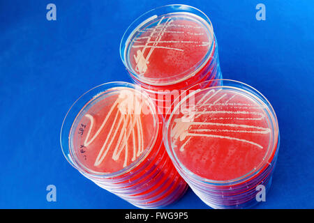 Bakterium in Petrischalen. Stockfoto