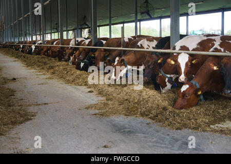 Reihe von Kühen, die Fütterung in Hof Stockfoto