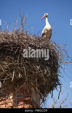 Weißstörche im Nest auf dem Schornstein Stockfoto