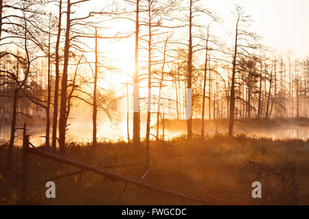 Nebligen Morgen in den Wald und die Bäume mit Spinnennetz voller Tau-Tropfen Stockfoto