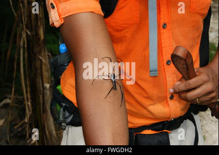 Golden Orb-Seidenweberin (Nephila Inaurata Madagascariensis) an einem Arm Mahe Island, Seychellen, Afrika, Indischer Ozean Stockfoto