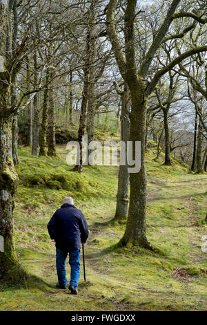 Ein älterer Mann mit einem Gehstock, zu Fuß durch den Wald. Stockfoto