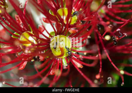 Schwarzer Garten Ameisen (Lasius Niger) Fütterung auf Blüte Gum Blumen (Myrtaceae), Western Australia, WA, Australien Stockfoto