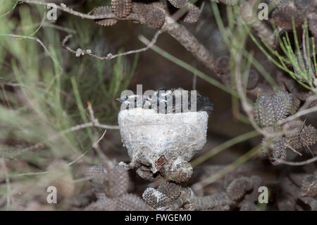 Baby Willie Bachstelzen im Nest (Rhipidura leucophrys), Western Australien, WA, Australien Stockfoto