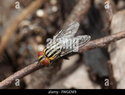 Fleisch-Fly (Sarcophaga SP.), Stirling Range Nationalpark, Western Australia, Australien Stockfoto