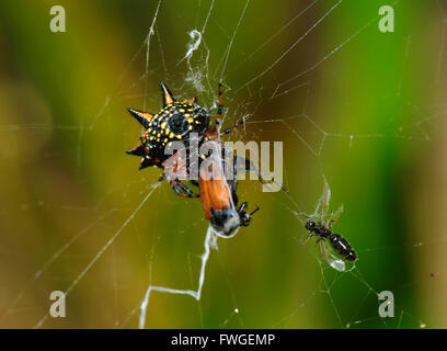 Australische Juwel Spider (Austracantha Minax), Western Australia, Australien Stockfoto