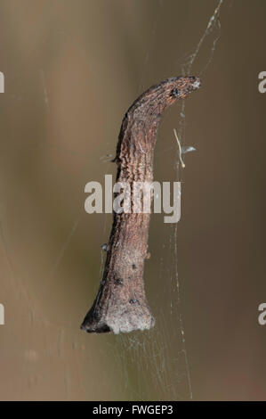 Spider Versteck in seinem Netz, Western Australia, Australien Stockfoto