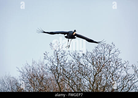 Gemeinsame oder eurasischer Kranich (Grus Grus).  Bevorstehenden Flug. Verhandlungen über die Baumkronen. Broadland. Norfolk. VEREINIGTES KÖNIGREICH. Stockfoto