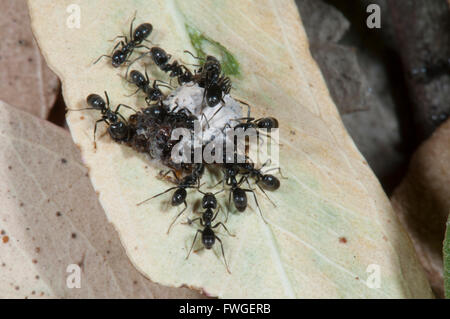 Schwarzer Garten Ameisen (Lasius Niger) mit Essen, South Australia Stockfoto