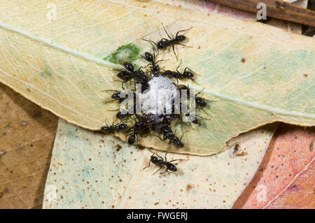 Schwarzer Garten Ameisen (Lasius Niger) mit Essen, South Australia Stockfoto